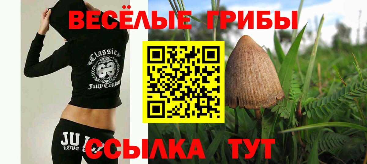 Псилоцибиновые грибы Psilocybe Вичуга